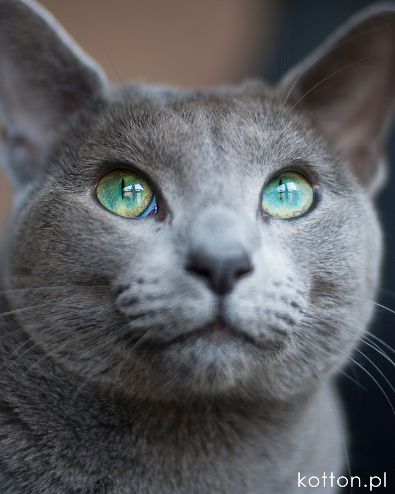 kot-rosyjski-kolor-oczu