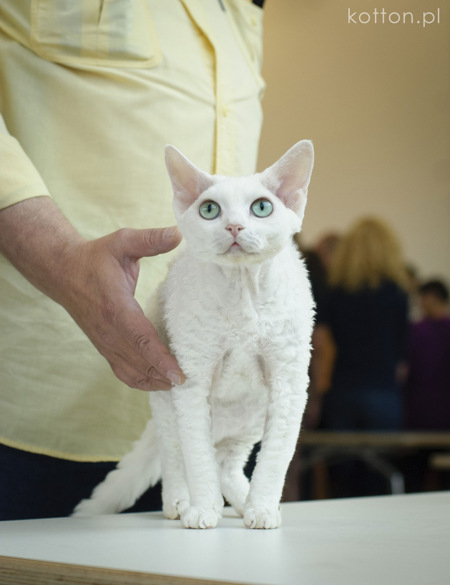 wystawa-kotow-rasowych-wroclaw-2014-bialy-kot-niebieskie-oczy