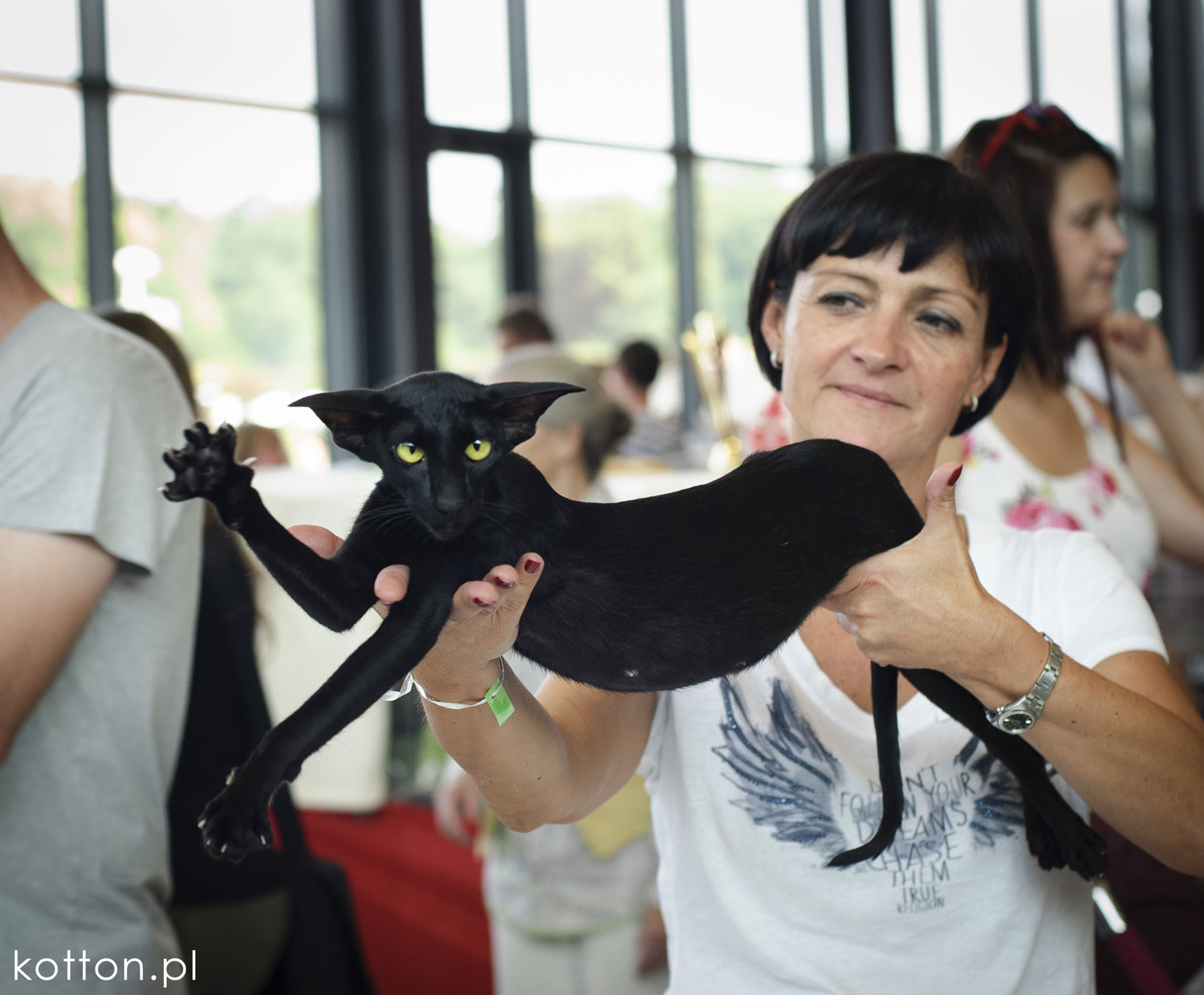 wystawa-kotow-rasowych-wroclaw-kot-egzotyczny-catmania-koci-blog