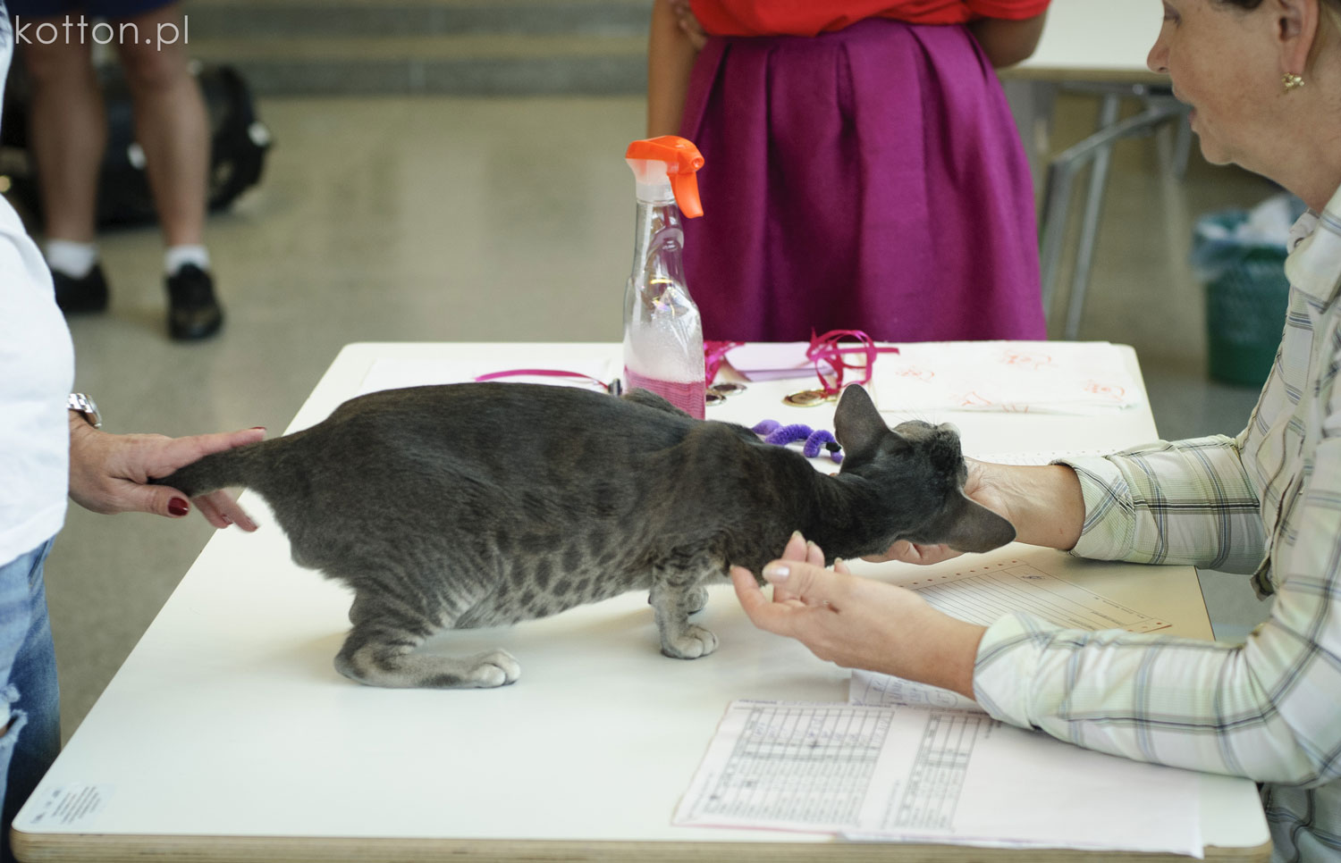 wystawa-kotow-rasowych-wroclaw-koty-hodowla-catmania-orientalne
